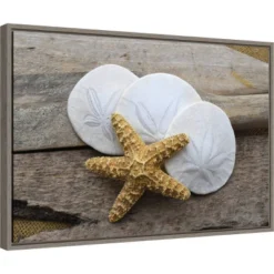 23" X 16" Sand Dollar And Starfish Still Life By Savanah Plank Danita Delimont Framed Canvas Wall Art - Amanti Art