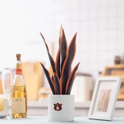 Forever Leaf Auburn Faux Snake Plant, Indoor Artificial Plant For Home Decor -Decora Shop GUEST 0e4873ef 93a9 42e7 845d a562cf9c84ca