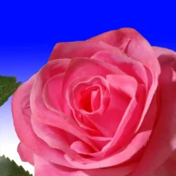 National Tree Company 72" Rose And Hydrangea Garland -Decora Shop GUEST 23281c79 9754 4c0d 952e cc2796c14c79