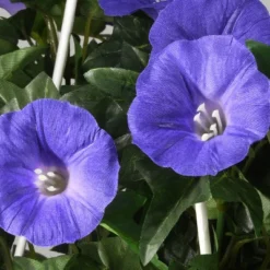 National Tree Company 44" Hanging Morning Glory Plant -Decora Shop GUEST 2ba83273 7353 46b7 9e8a 33c47a9292a2