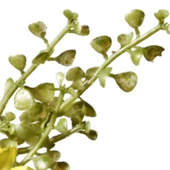 National Tree Company 22" Cosmos Flowers Wreath -Decora Shop GUEST 43d1f6fb fa7f 4758 9de8 d491fd2cfdb2