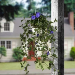 National Tree Company 44" Hanging Morning Glory Plant