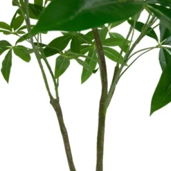 Northlight 4' Artificial Unbraided Potted Green Money Tree -Decora Shop GUEST e3bbff48 72e4 407c 9eda e081df5f8785