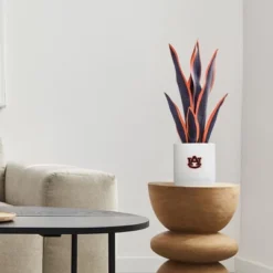 Forever Leaf Auburn Faux Snake Plant, Indoor Artificial Plant For Home Decor -Decora Shop GUEST f08080d8 4f86 4c84 a15b 73d9c7f5aa23